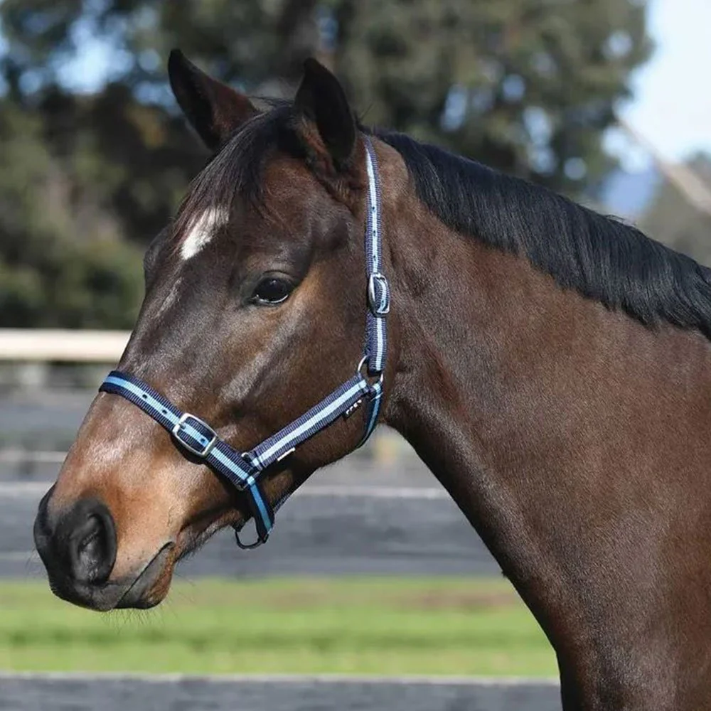 Academy Web Halter - Image 3